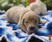 goldendoodles puppy posted by breeders