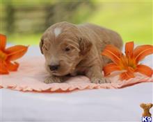 goldendoodles puppy posted by breeders