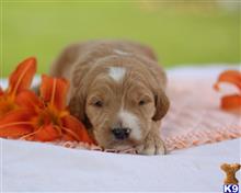 goldendoodles puppy posted by breeders