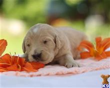 goldendoodles puppy posted by breeders