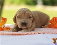 goldendoodles puppy posted by breeders