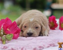 goldendoodles puppy posted by breeders