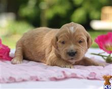 goldendoodles puppy posted by breeders
