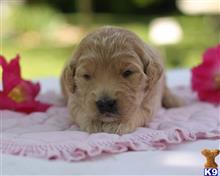 goldendoodles puppy posted by breeders
