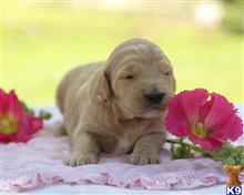 goldendoodles puppy posted by breeders