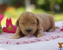 goldendoodles puppy posted by breeders