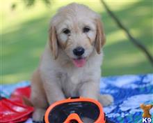 goldendoodles puppy posted by breeders