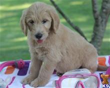 goldendoodles puppy posted by breeders