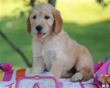goldendoodles puppy posted by breeders
