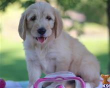 goldendoodles puppy posted by breeders