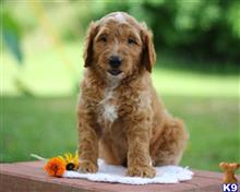 goldendoodles puppy posted by breeders