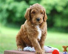 goldendoodles puppy posted by breeders