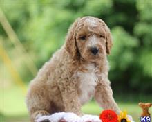 goldendoodles puppy posted by breeders