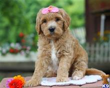 goldendoodles puppy posted by breeders