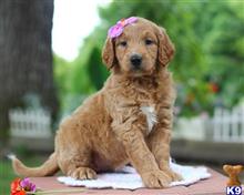goldendoodles puppy posted by breeders