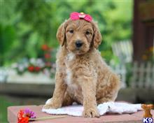 goldendoodles puppy posted by breeders