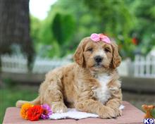 goldendoodles puppy posted by breeders