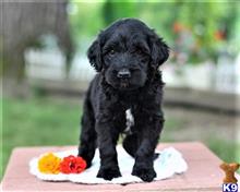 goldendoodles puppy posted by breeders