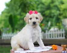 goldendoodles puppy posted by breeders