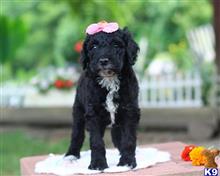 goldendoodles puppy posted by breeders