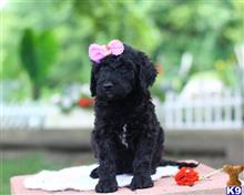 goldendoodles puppy posted by breeders