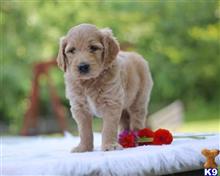 goldendoodles puppy posted by breeders