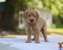 goldendoodles puppy posted by breeders