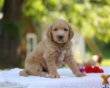 goldendoodles puppy posted by breeders