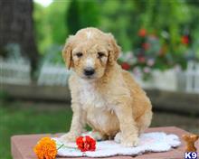 goldendoodles puppy posted by breeders