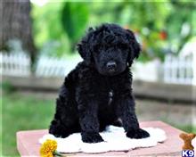 goldendoodles puppy posted by breeders