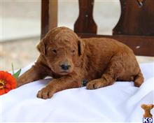 goldendoodles puppy posted by breeders