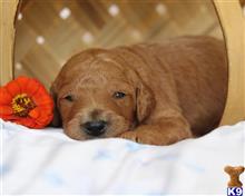 goldendoodles puppy posted by breeders