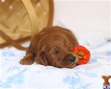 goldendoodles puppy posted by breeders