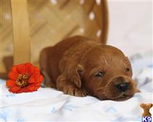 goldendoodles puppy posted by breeders