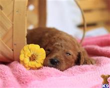 goldendoodles puppy posted by breeders