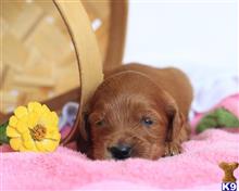 goldendoodles puppy posted by breeders
