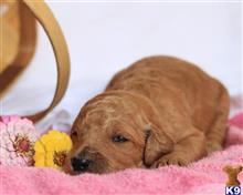 goldendoodles puppy posted by breeders