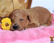 goldendoodles puppy posted by breeders