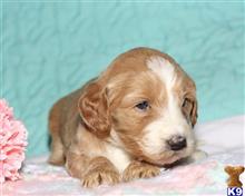 goldendoodles puppy posted by breeders