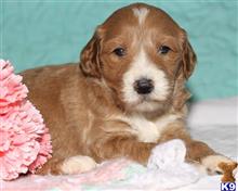goldendoodles puppy posted by breeders