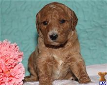 goldendoodles puppy posted by breeders