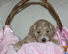 goldendoodles puppy posted by breeders