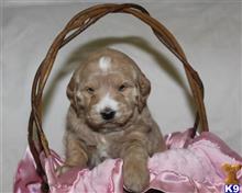 goldendoodles puppy posted by breeders