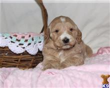 goldendoodles puppy posted by breeders
