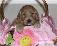 goldendoodles puppy posted by breeders