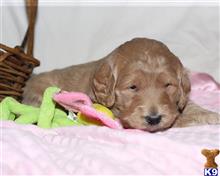 goldendoodles puppy posted by breeders