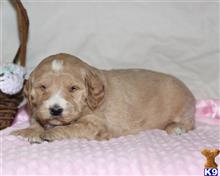 goldendoodles puppy posted by breeders