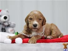 goldendoodles puppy posted by breeders