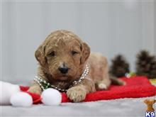 goldendoodles puppy posted by breeders