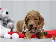 goldendoodles puppy posted by breeders